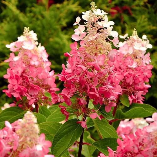 Hortezija patuljasta Red Star slika 1 interface.art 5647