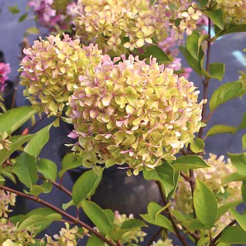 Hortezija patuljasta Romantic ace ®, С4,5 slika 1 interface.art 7723