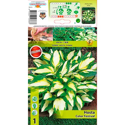 Hosta Color Festival slika 1 interface.art 76275