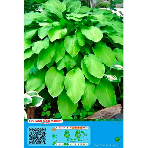 Hosta Honeybells slika 1 interface.art 70467