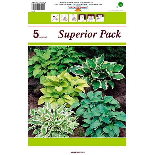 Hosta Mixed slika 1 interface.art 76460