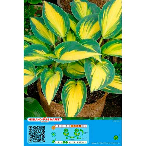Hosta Remember Me slika 1 interface.art 76461