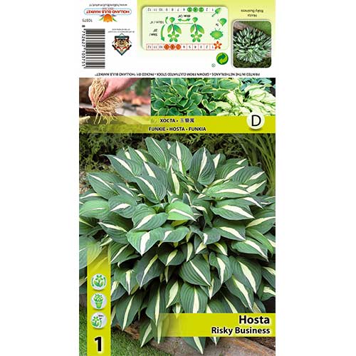 Hosta Risky Business slika 1 interface.art 70418