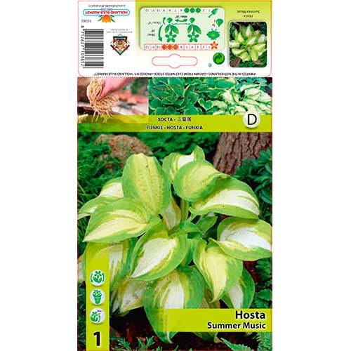 Hosta Summer Music slika 1 interface.art 76278