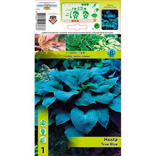 Hosta True Blue slika 1 interface.art 76279