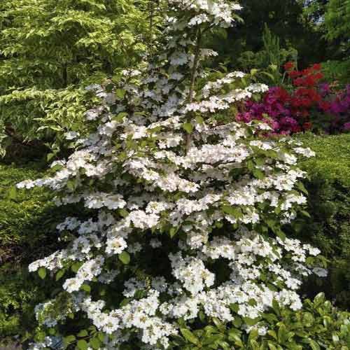 Hudika Kilimandjaro Sunrise PBR, С3 slika 1 interface.art 8586