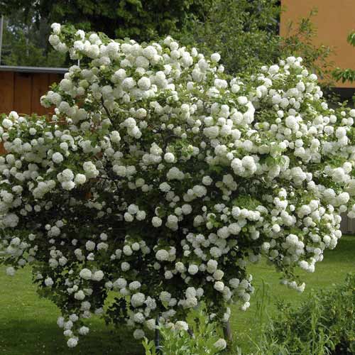 Hudika Roseum, С3 slika 1 interface.art 8585