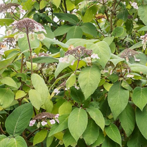 Hydrangea aspera Rosemary Foster, С2 slika 1 interface.art 7774