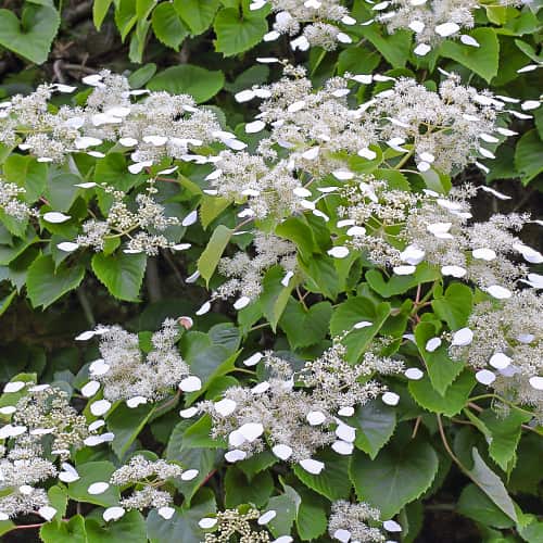 Hydrangea hydr. Moonlight, С2 slika 1 interface.art 7776