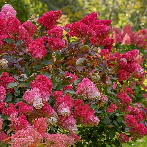 Hydrangea panic. Petite Flori, С2 slika 1 interface.art 7781