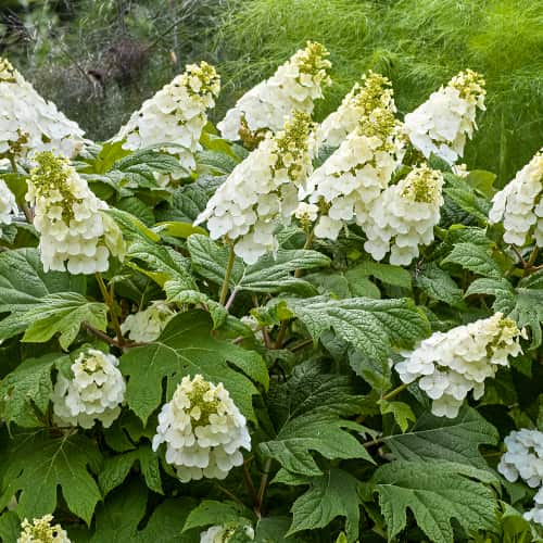 Hydrangea querc. Ice Crystal, С2 slika 1 interface.art 7784