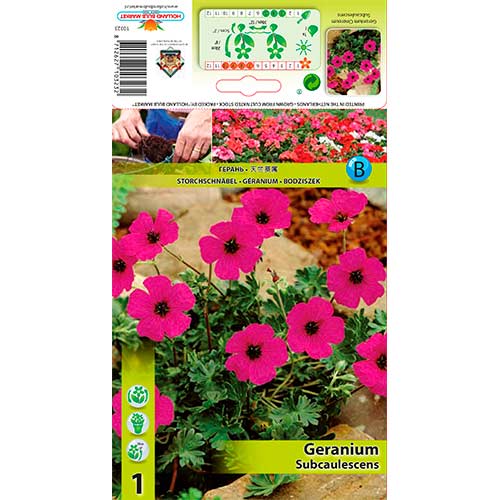 Iglica (Geranium) Subcaulescens slika 1 interface.art 70393