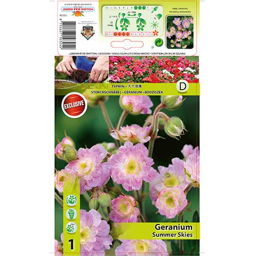 Iglica (Geranium) Summer Skies slika 1 interface.art 76242