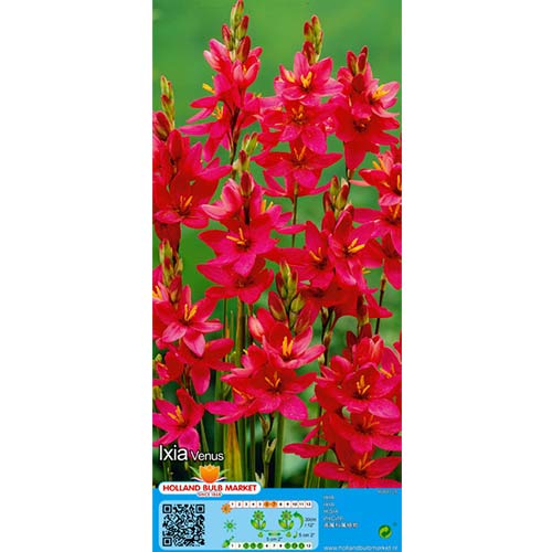 Iksija Venus slika 1 interface.art 76297