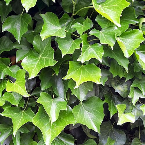 Irski bršljan, P9 slika 1 interface.art 9081