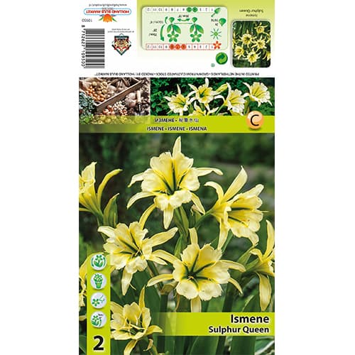 Ismena Sulphur Queen slika 1 interface.art 77829