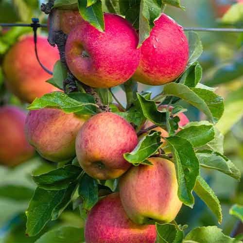 Jabuka (stupolika Fuji slika 1 interface.art 2003