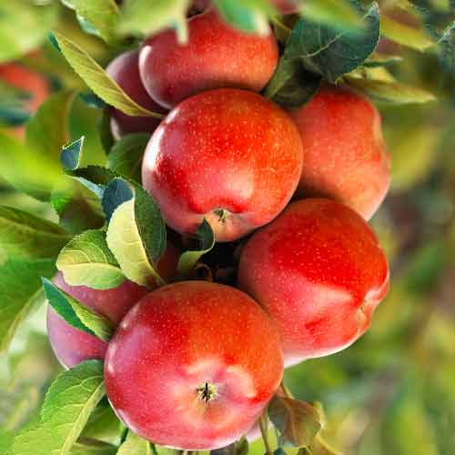 Jabuka (stupolika Gala Lord slika 1 interface.art 2004