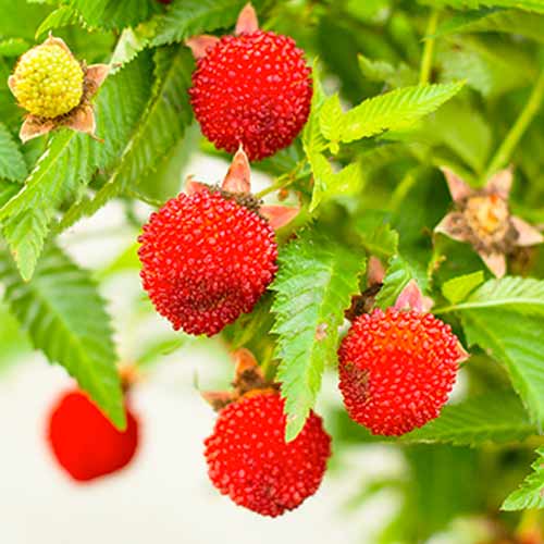 Jagoda-Malina slika 1 interface.art 9602