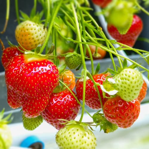 Jagode Daroyal slika 1 interface.art 5396