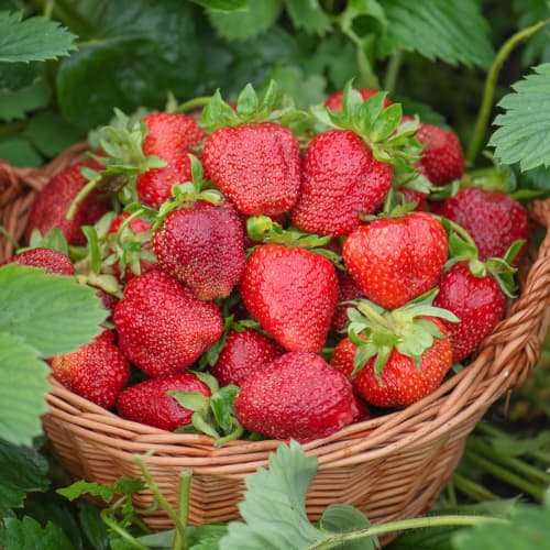 Jagode Darselect slika 1 interface.art 5397