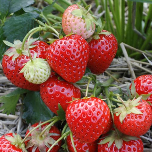 Jagode Elegance slika 1 interface.art 5193