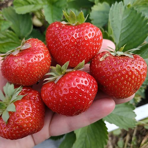 Jagode Elsanta slika 1 interface.art 5399