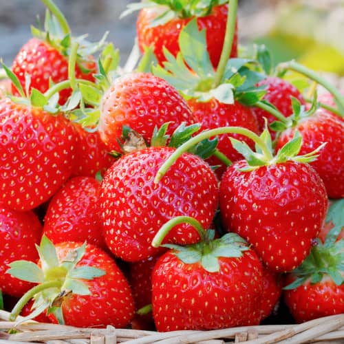 Jagode Fernando slika 1 interface.art 5195