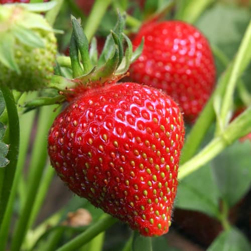 Jagode Francesca slika 1 interface.art 5196