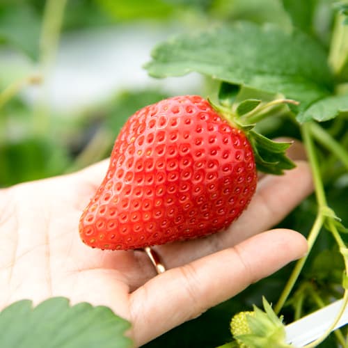 Jagode Gigant slika 1 interface.art 5401