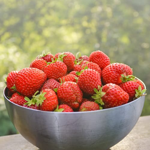 Jagode Honeoye slika 1 interface.art 5402