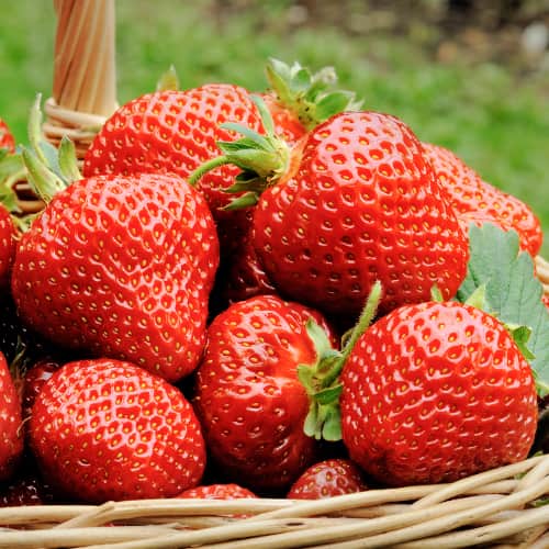 Jagode Kimberly slika 1 interface.art 5403