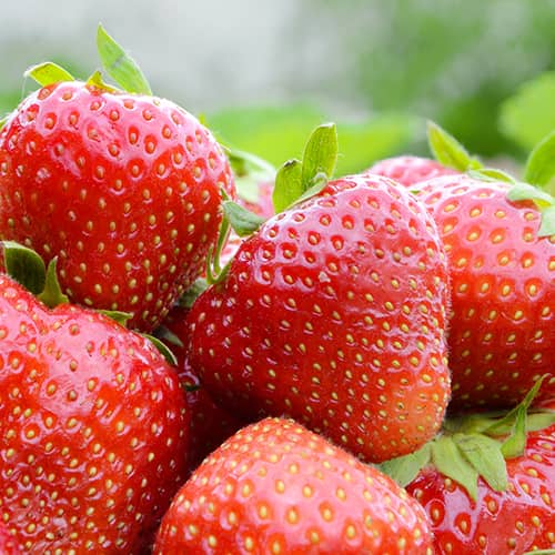 Jagode Korona slika 1 interface.art 15831