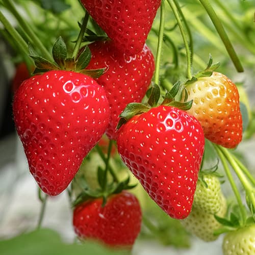 Jagode Lambada slika 1 interface.art 5405