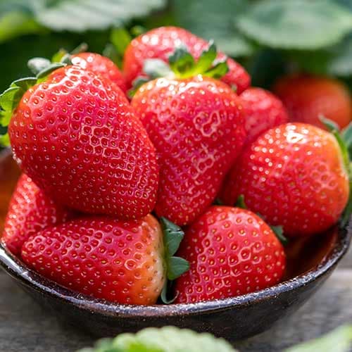 Jagode Lauretta slika 1 interface.art 5198