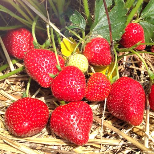 Jagode Lola slika 1 interface.art 5199