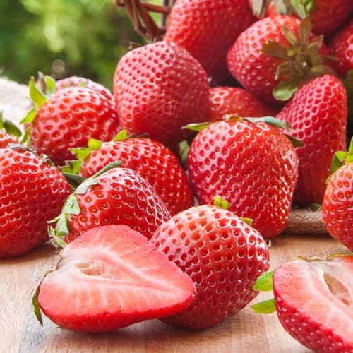 Jagode Malling Centenary slika 1 interface.art 1584_1