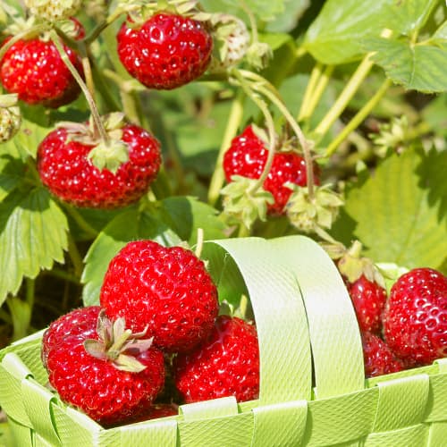 Jagode Mieze Schindler slika 1 interface.art 5406