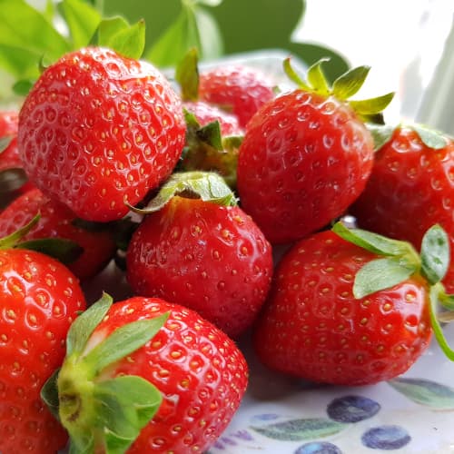 Jagode Polka slika 1 interface.art 5409