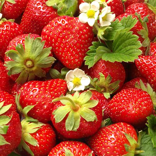 Jagode Portola slika 1 interface.art 5410