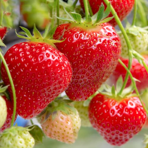 Jagode Renaissance interface.art interface.photo 1 Jagode Renaissance slika 1 interface.art 5201