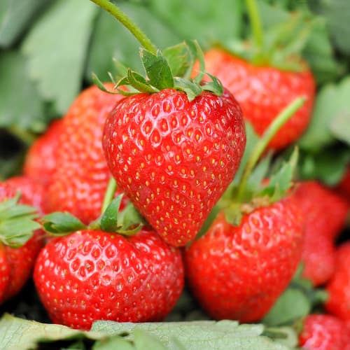 Jagode Romina slika 1 interface.art 1585_1