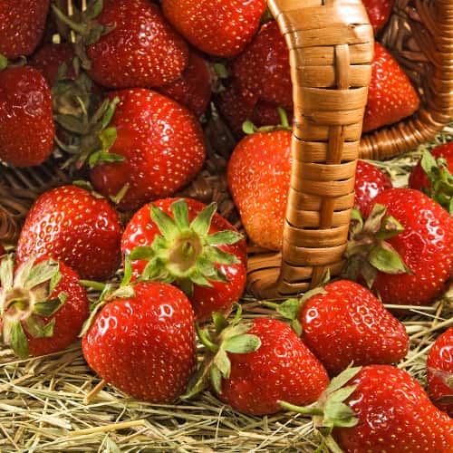 Jagode Senga Sengana slika 1 interface.art 5412