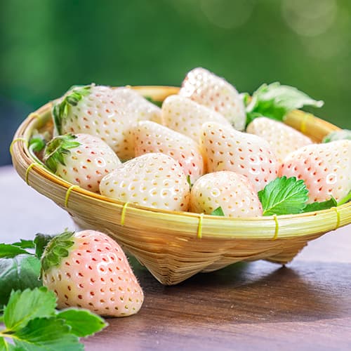 Jagode Snow White slika 1 interface.art 5203