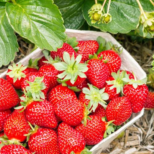 Jagode Symphony slika 1 interface.art 5204