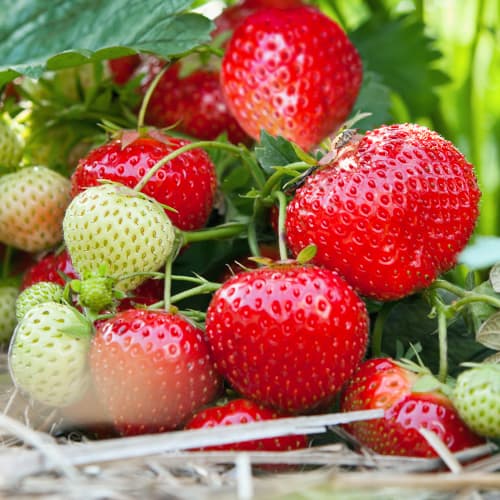 Jagode Vima Tarda slika 1 interface.art 5414