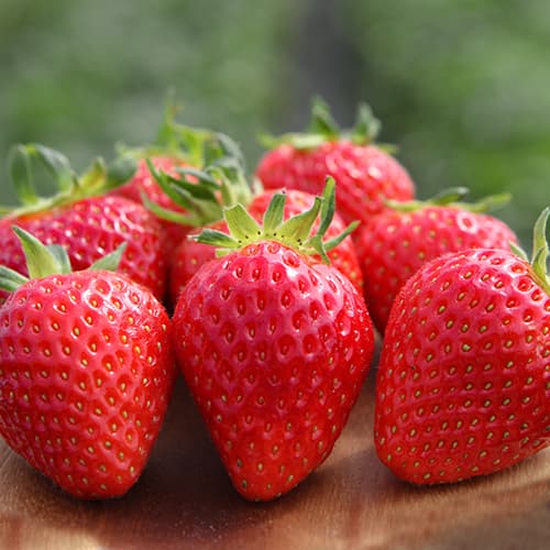 Jagode Vima Xima interface.art interface.photo 1 Jagode Vima Xima slika 1 interface.art 5205