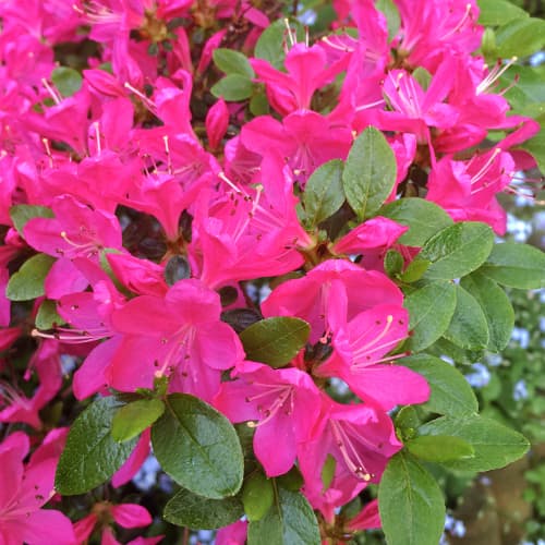 Japanska azaleja Geisha Purple interface.art interface.photo 1 Japanska azaleja Geisha Purple slika 1 interface.art 9554