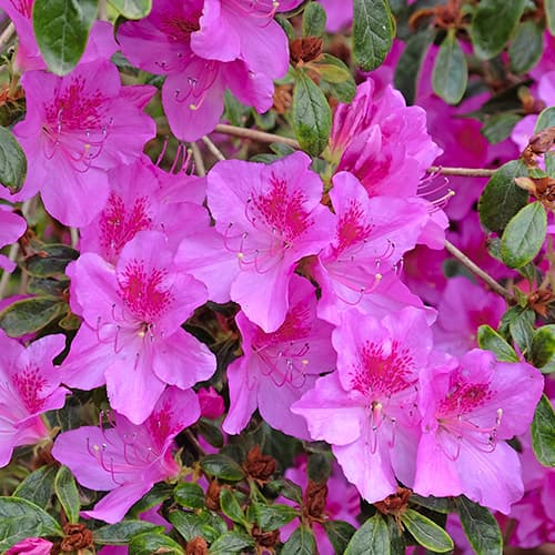 Japanska azaleja Konigstein, P9 slika 1 interface.art 5643