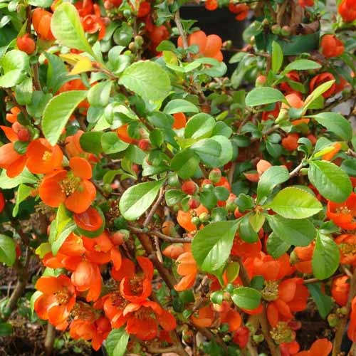 Japanska dunja Clementine slika 1 interface.art 9288